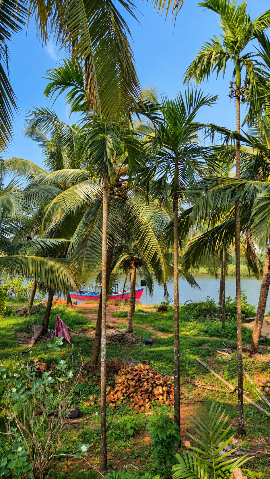 Coconut palms leaning over the backwater with a boat moored on the far bank